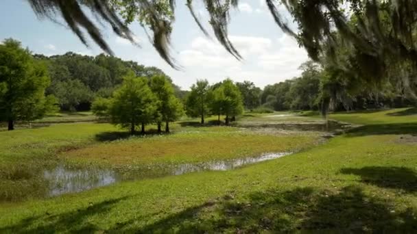 Belo Parque Bayou Com Plantas Grama Árvores — Vídeo de Stock