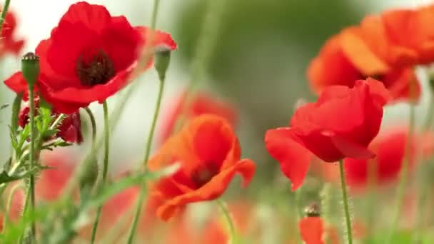 Belles Fleurs Rouges Dans Vent Fermer — Video