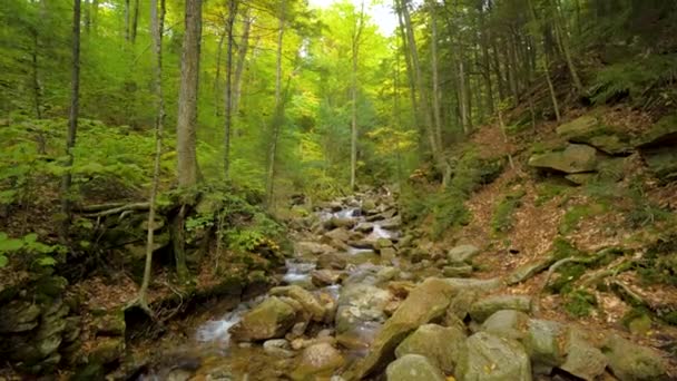 Schöner Felsiger Bach Wald Wald Bäume Fluss Bach — Stockvideo