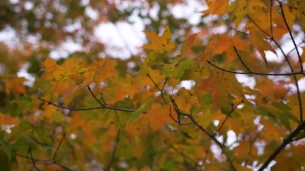 Schöner Felsiger Bach Wald Wald Bäume Fluss Bach — Stockvideo