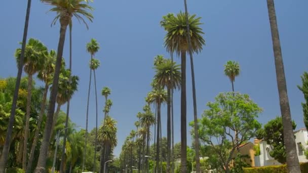 Beverly Hills Caddesi Palmiye Ağaçları — Stok video
