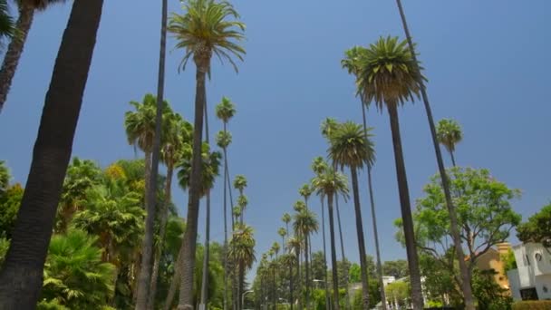 Beverly Hills Straat Met Palmbomen — Stockvideo