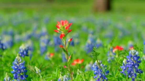 Heldere Mooie Bloemen Waaien Wind — Stockvideo