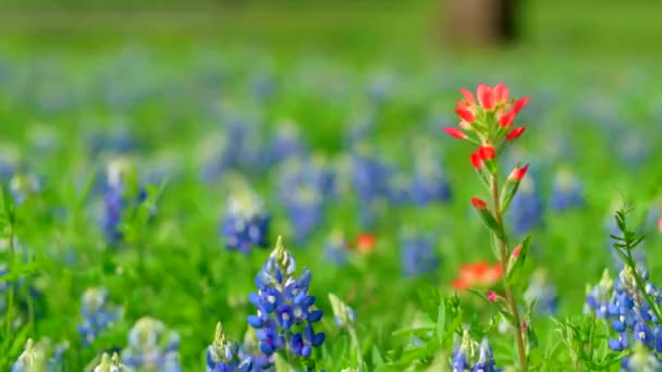 Ljusa Vackra Blommor Som Blåser Vinden — Stockvideo