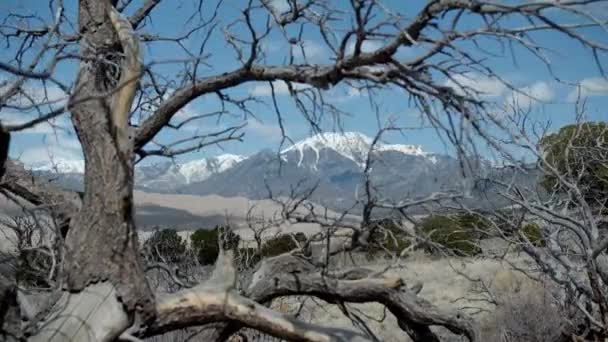 Tiro Cinematográfico Veados Selvagens Dunas Areia Vida Selvagem Montanha — Vídeo de Stock