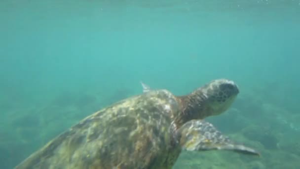 Cerrar Cámara Lenta Tortuga Marina Bajo Agua Océano — Vídeo de stock