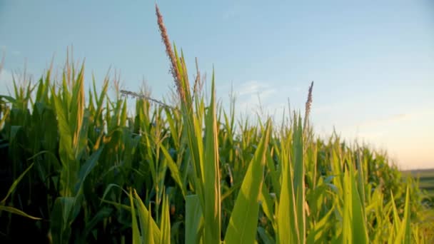 Hautnah Mais Farm Ernten Bei Sonnenuntergang Cineastische — Stockvideo