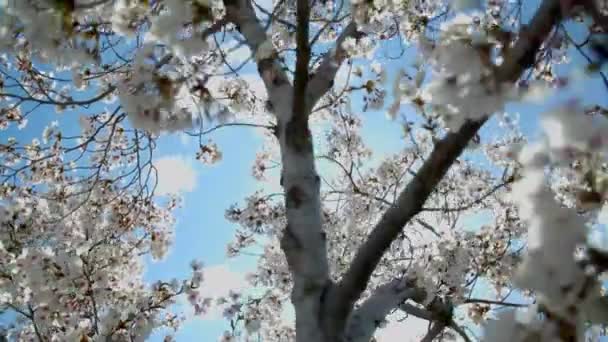 Nahaufnahme Kirschblütenbaum Gegen Blauen Himmel Wolken — Stockvideo