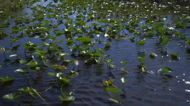 Primer Plano Agua Pantano Everglades Cámara Lenta — Vídeos de Stock