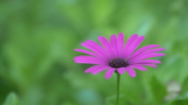 单瓣紫色花的特写 周围环绕着绿色植物跟踪拍摄 — 图库视频影像