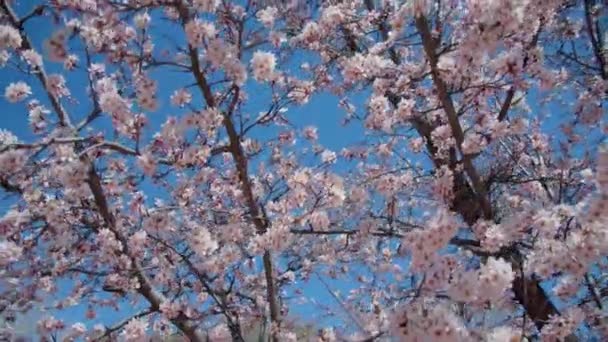 樱花树的近照叶子花 — 图库视频影像