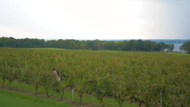 Coppia Passeggiate Attraverso Cantina Vigneto Colorato — Video Stock