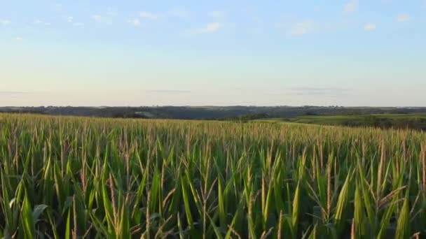 Беспилотник Над Полями Пшеницы Сельской Средней Западной Фермы Закате — стоковое видео