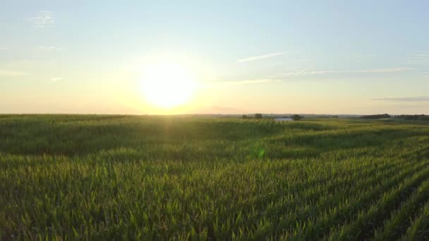 Gün Batımında Orta Batı Kırsalındaki Buğday Tarlalarının Üzerinde Insansız Hava — Stok video