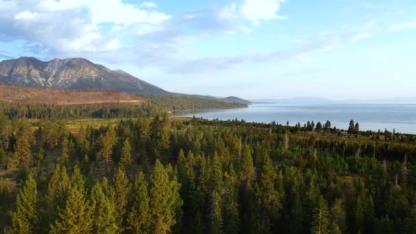 Forêt Long Lac Bleu Tahoe Par Drone Aérien — Video