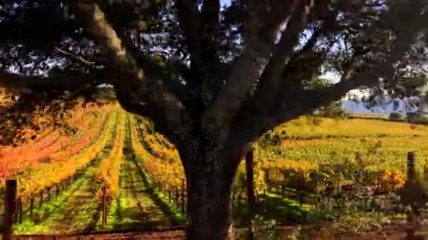Gouden Wijngaarden Van Napa Door Antenne Drone — Stockvideo