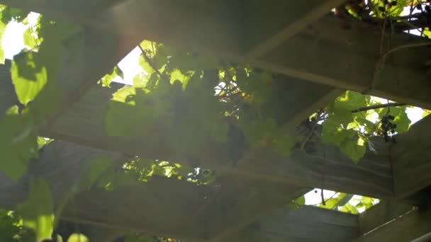 Videiras Uva Clarão Lente Solar — Vídeo de Stock