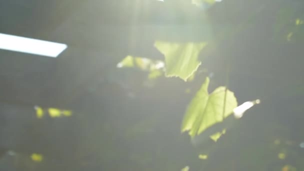 Videiras Uva Clarão Lente Solar — Vídeo de Stock