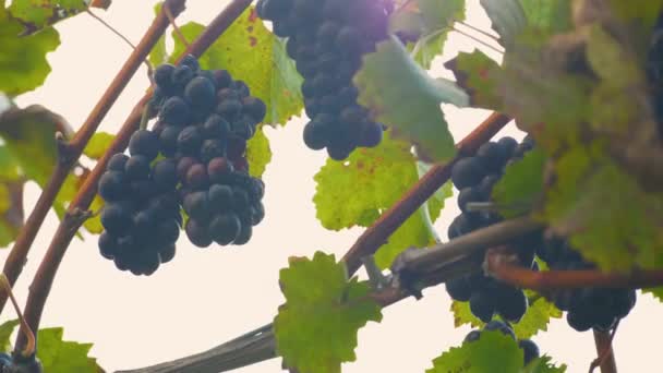 Raisins Sur Vigne Dans Beau Vignoble Ensoleillé — Video