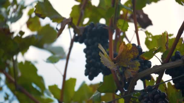 Raisins Sur Vigne Dans Beau Vignoble Ensoleillé — Video