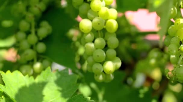 Uvas Zona Vitícola — Vídeo de stock