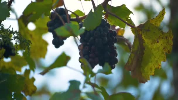 Druiven Aan Wijnstok Prachtige Zonnige Wijngaard — Stockvideo