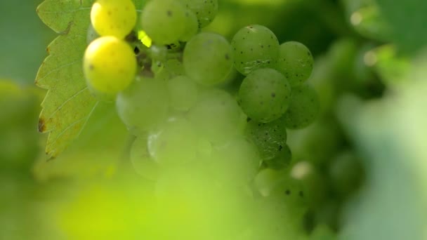 Druiven Het Wijnbouwland — Stockvideo