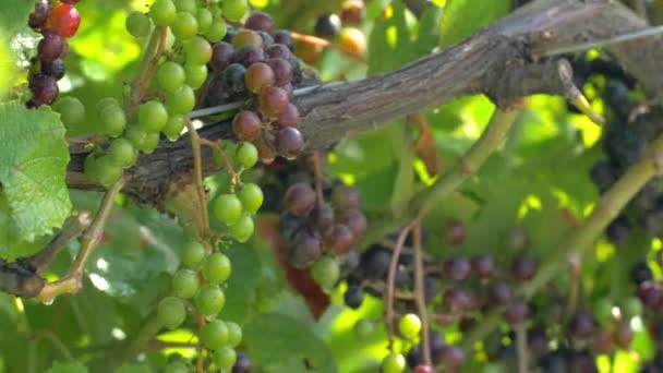 Druiven Het Wijnbouwland — Stockvideo