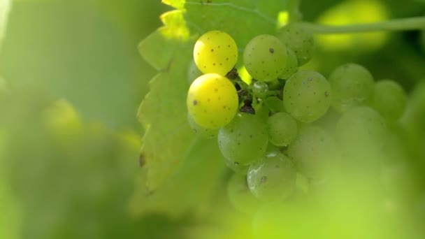 Grapes Vine Wine Country — Stock Video