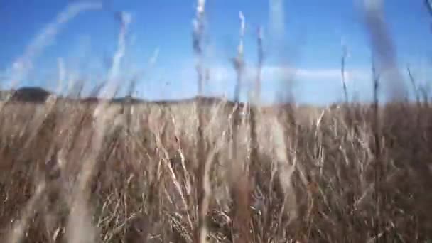 Rüzgâr Tarlasında Çimenler — Stok video