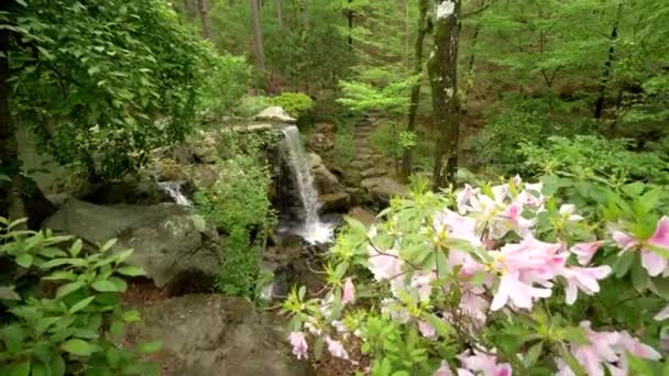 Dolt Vattenfall Fridfull Grön Skog Blommor — Stockvideo