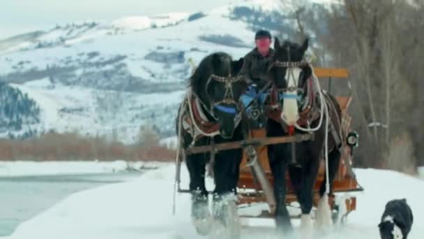 Cavalo Carruagem Seguem Cão Lado Montanhas Cobertas Rio Neve — Vídeo de Stock