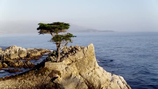 Lone Cypress Pebble Beach — Stock Video