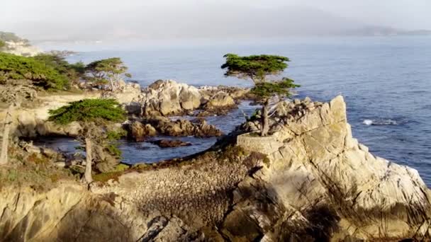 Cipreste Solitário Praia Seixos — Vídeo de Stock