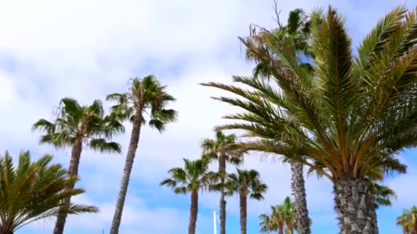 Blick Hinauf Durch Palmen Auf Blauen Himmel Und Weiße Wolken — Stockvideo