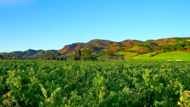 緑豊かなナパのブドウ畑を空中ドローンで — ストック動画