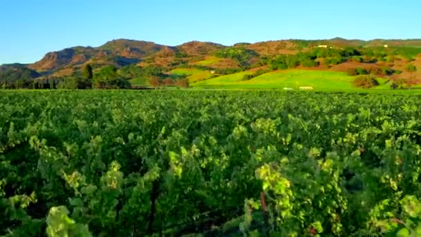 Lush Green Vineyards Napa Aerial Drone — Stock Video