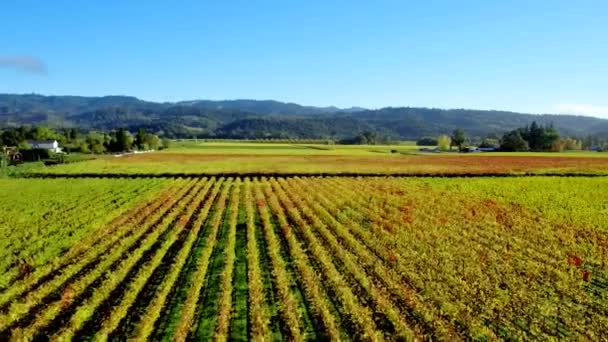 Napa Valley Vineyards Aerial Drone — Stockvideo
