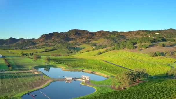 Napa Vallei Wijngaard Met Vijver Bij Zonsondergang Door Antenne Drone — Stockvideo