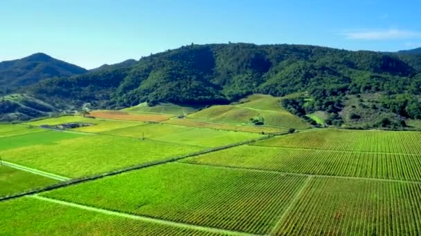 Napa Valley Vineyards Aerial Drone — ストック動画