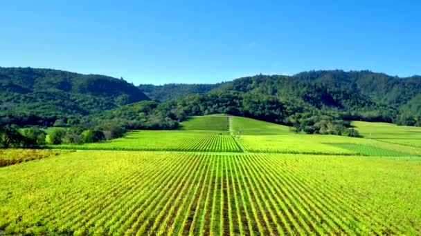 Napa Valley Vineyards Aerial Drone — ストック動画