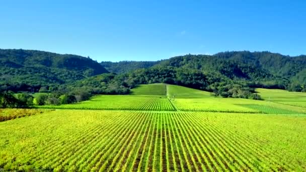 Vinhas Vale Napa Por Drone Aéreo — Vídeo de Stock