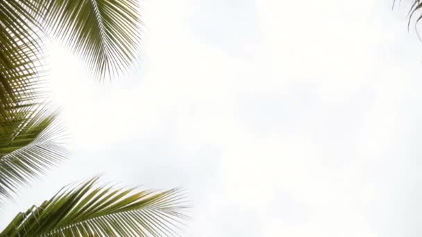 Palm Trees Sky Tropical Background Establishing Titles — 图库视频影像