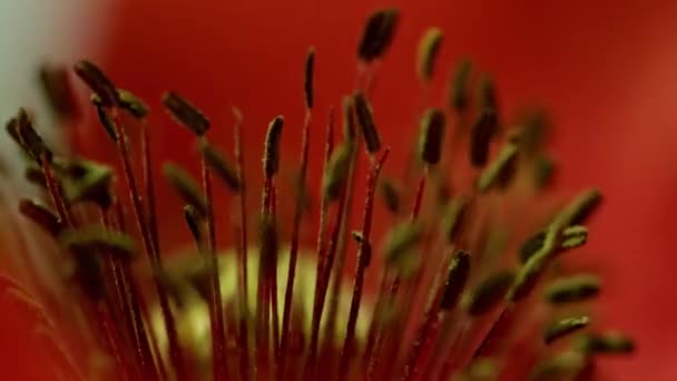 Red Yellow Flowers Pollen — Stock Video