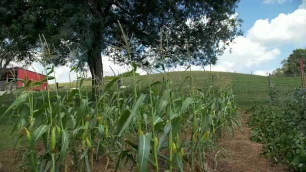 Rows Corn Farm Barn Background — Stock Video