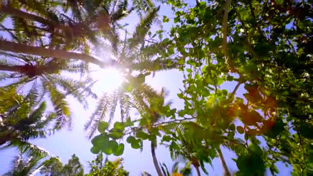 Rayos Sol Brillan Través Palmera Desde Arriba Seguimiento Disparo — Vídeos de Stock