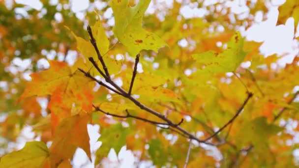 Pics Soleil Travers Les Feuilles Automne Colorées Dans Lentille Parc — Video