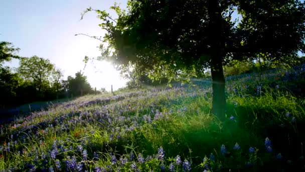 Sun Shines Tree Field Bluebonnet Flowers — Stok video