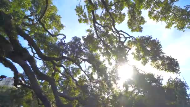 Sol Mirando Través Árbol Gigante Tratado Roble Jacksonville Cámara Lenta — Vídeos de Stock