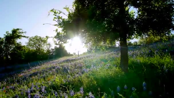 Sun Shines Tree Field Bluebonnet Flowers — 图库视频影像